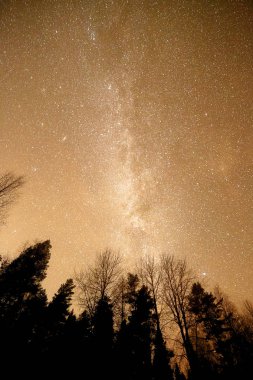 Samanyolu ağaçları ile.