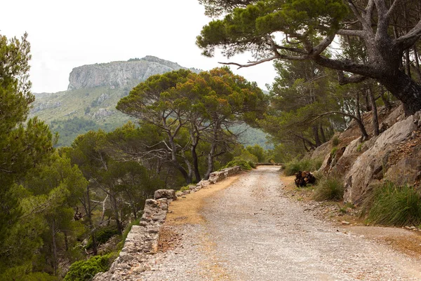 Güzel manzara, Mallorca, İspanya