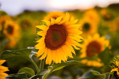 Ayçiçeği ve güneş tarlası