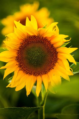 Ayçiçeği ve güneş tarlası