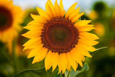 Ayçiçeği ve güneş tarlası