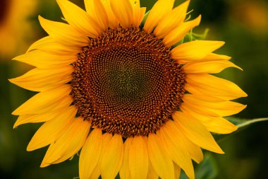 Ayçiçeği ve güneş tarlası