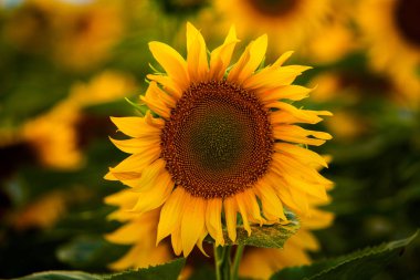 Ayçiçeği ve güneş tarlası