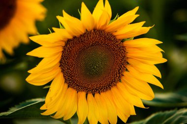 Ayçiçeği ve güneş tarlası