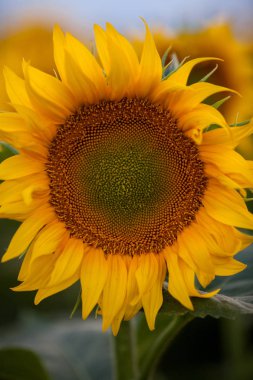 Ayçiçeği ve güneş tarlası