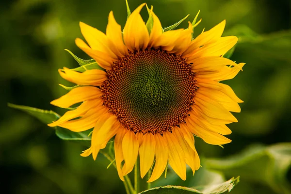 Campo Girasoles Sol —  Fotos de Stock