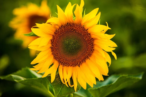 Campo Girasoli Sole — Foto Stock