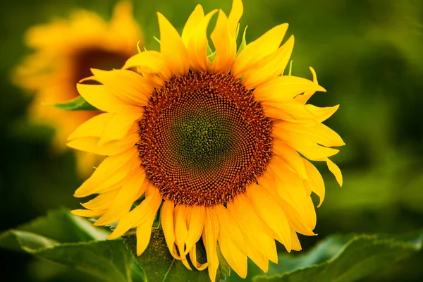 Campo Girasoli Sole — Foto Stock