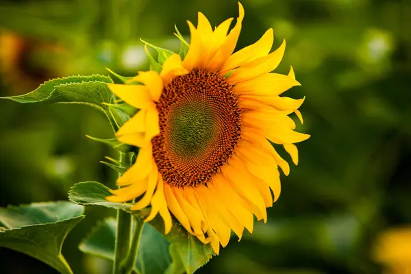 Campo Girasoli Sole — Foto Stock