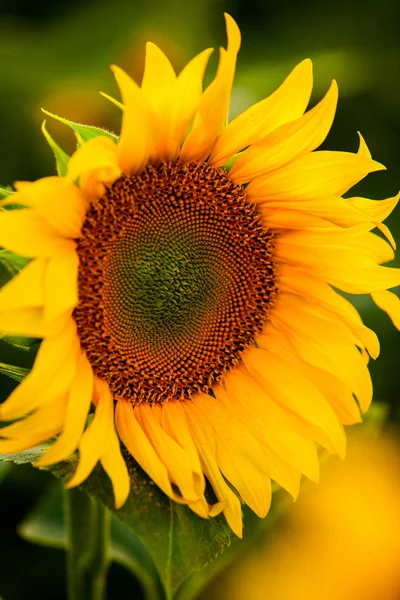 Veld Van Zonnebloemen Zon — Stockfoto