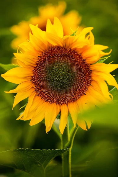 Campo Girasoli Sole — Foto Stock