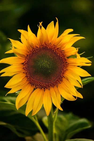 Campo Girasoli Sole — Foto Stock