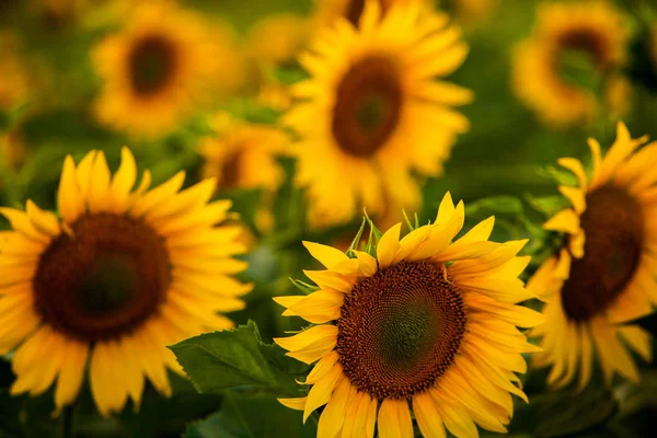 Campo Girasoli Sole — Foto Stock