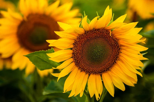 Campo Girassóis Sol — Fotografia de Stock