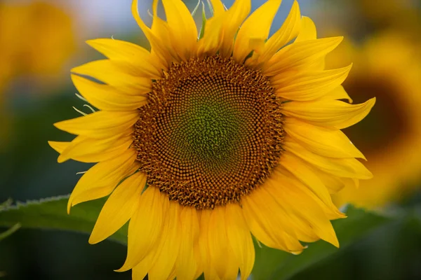 Campo Girasoli Sole — Foto Stock