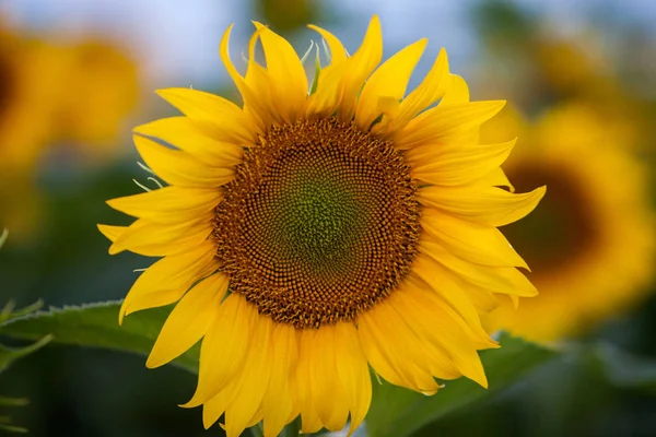 Campo Girasoli Sole — Foto Stock