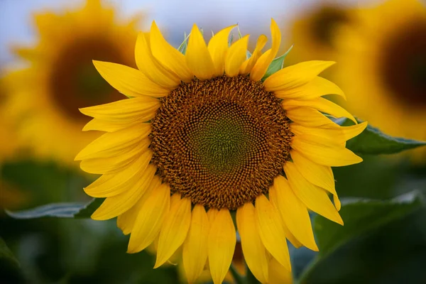 Campo Girasoles Sol —  Fotos de Stock