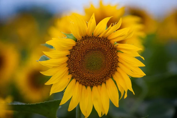 Campo Girasoli Sole — Foto Stock