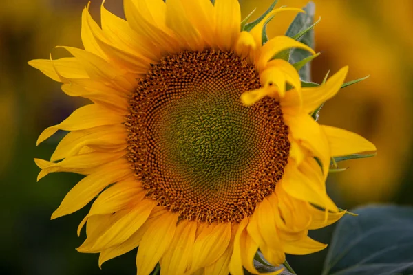 Campo Girasoles Sol —  Fotos de Stock