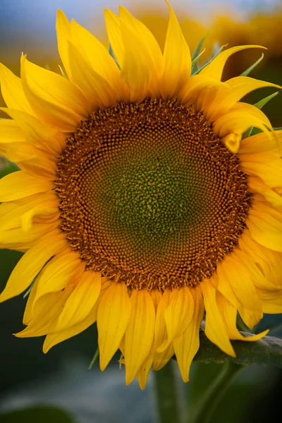 Veld Van Zonnebloemen Zon — Stockfoto