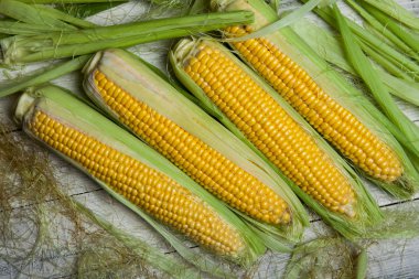 Taze mısır koçanı üzerinde rustik ahşap masa, yakın çekim. Tatlı Mısır kulakları arka plan