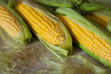 Taze mısır koçanı üzerinde rustik ahşap masa, yakın çekim. Tatlı Mısır kulakları arka plan