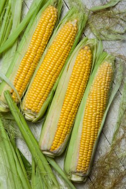 Taze mısır koçanı üzerinde rustik ahşap masa, yakın çekim. Tatlı Mısır kulakları arka plan