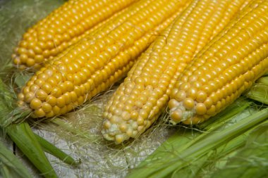 Taze mısır koçanı üzerinde rustik ahşap masa, yakın çekim. Tatlı Mısır kulakları arka plan