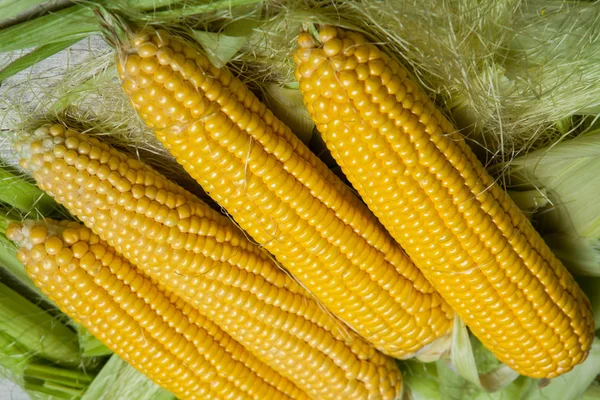 Fresh Corn Cobs Rustic Wooden Table Close Sweet Corn Ears — Stock Photo, Image