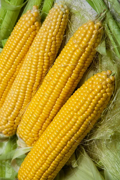 Fresh Corn Cobs Rustic Wooden Table Close Sweet Corn Ears — Stock Photo, Image