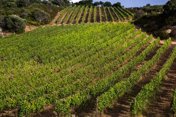 ブドウ畑 自然の背景の風景です サルデーニャのブドウ畑と丘の風景 行と青空の下で成長しているブドウのブドウ畑 — ストック写真