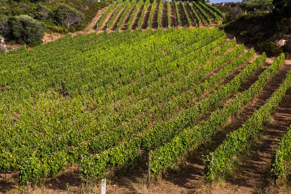 Krajina Vinice Přírodní Pozadí Krajina Kopce Vinicemi Sardinii Vinice Řádky — Stock fotografie