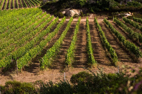 Paisaje Viñedo Fondo Natural Paisaje Colinas Con Viñedos Cerdeña Viñedo — Foto de Stock