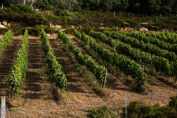 ブドウ畑 自然の背景の風景です サルデーニャのブドウ畑と丘の風景 行と青空の下で成長しているブドウのブドウ畑 — ストック写真