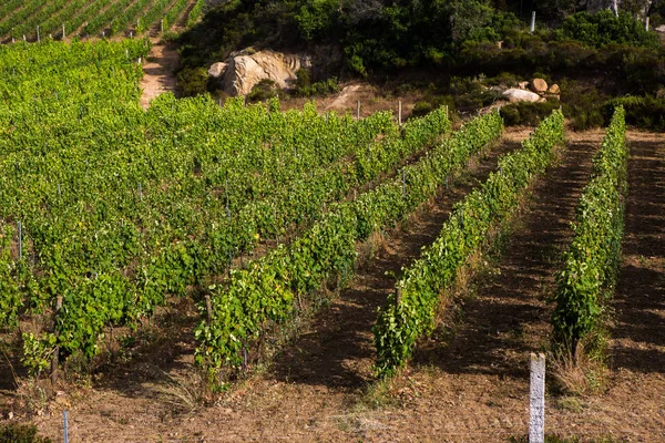 Krajobraz Winnicą Tle Natura Krajobraz Wzgórza Winnicami Sardynii Winnicy Wierszy — Zdjęcie stockowe