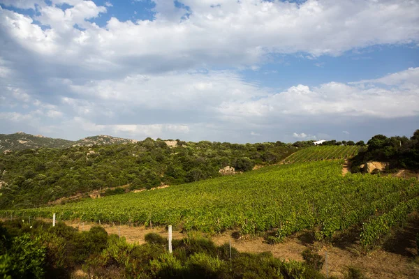 Krajobraz Winnicą Tle Natura Krajobraz Wzgórza Winnicami Sardynii Winnicy Wierszy — Zdjęcie stockowe