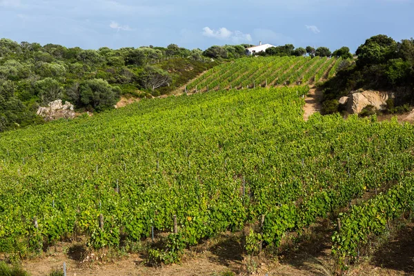 Landskap Vingården Natur Bakgrund Landskap Med Kullar Med Vinodlingar Sardinien — Stockfoto