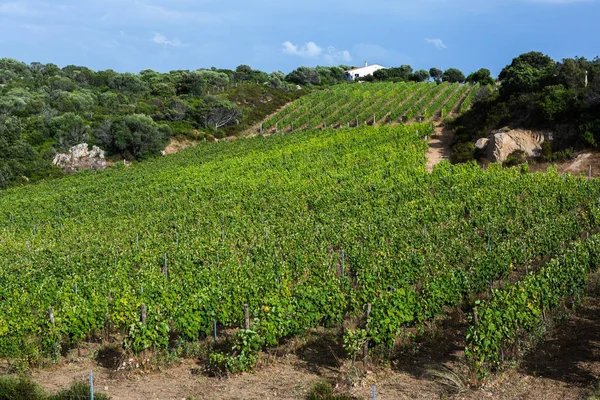 Paisagem Vinha Fundo Natureza Paisagem Colinas Com Vinhas Sardenha Vinhedo — Fotografia de Stock