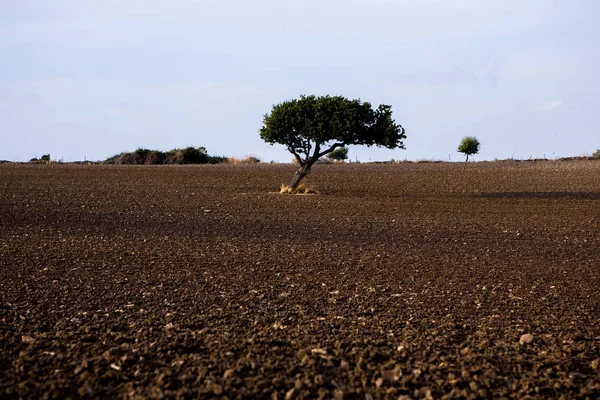 Campo Agrícola Bajo Cielo Bonito —  Fotos de Stock