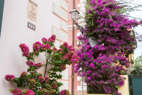 Улицу Мбаппе Украсили Цветами Италии — стоковое фото