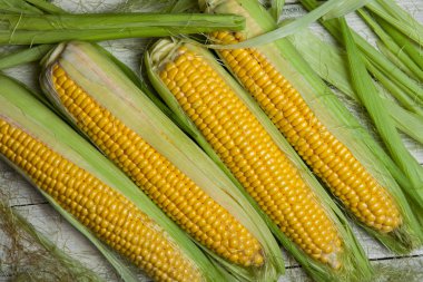 Taze mısır koçanı üzerinde rustik ahşap masa, yakın çekim. Tatlı Mısır kulakları arka plan