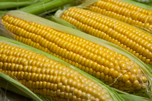 Fresh Corn Cobs Rustic Wooden Table Close Sweet Corn Ears — Stock Photo, Image