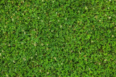 Güzel yeşil çimen dokusu