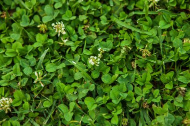 Güzel yeşil çimen dokusu