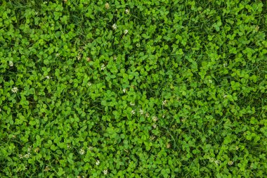 Güzel yeşil çimen dokusu