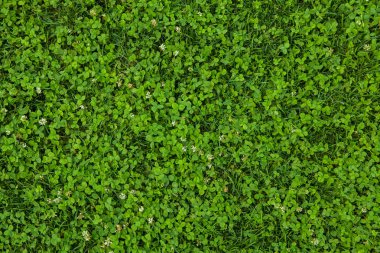 Güzel yeşil çimen dokusu