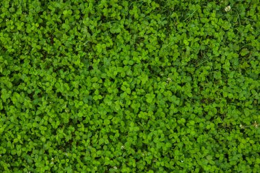 Güzel yeşil çimen dokusu