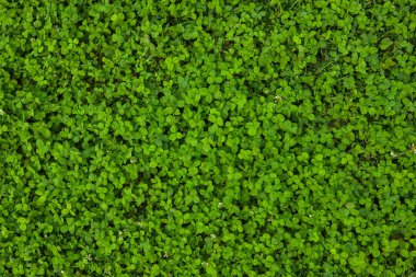 Güzel yeşil çimen dokusu