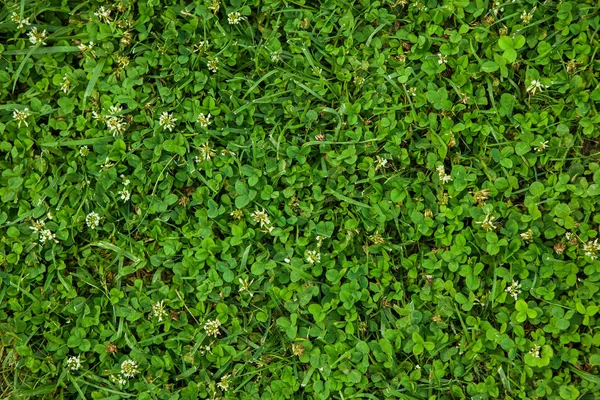 Bela Textura Grama Verde — Fotografia de Stock