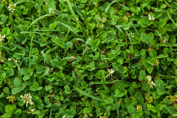 Vacker Grön Gräs Konsistens — Stockfoto